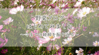 野菜ブログ　はじめる　せつこ