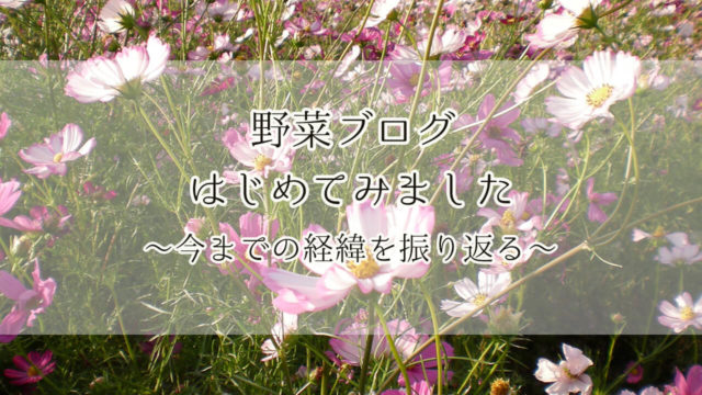 野菜ブログ　はじめる　せつこ