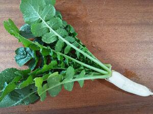 大根 ダイコン 家庭菜園 プランター ベランダ菜園