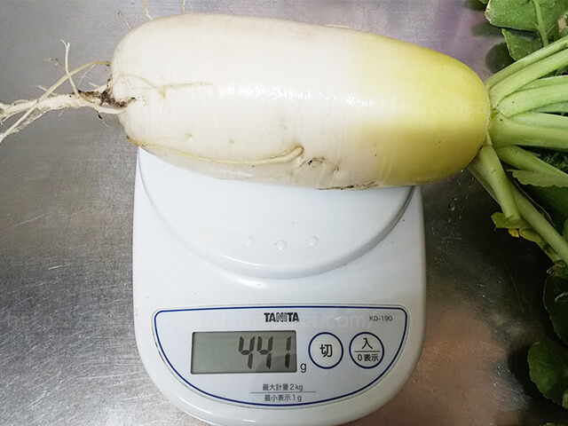 大根 ダイコン 家庭菜園 プランター ベランダ菜園