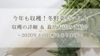 大根 ダイコン 家庭菜園 プランター ベランダ菜園