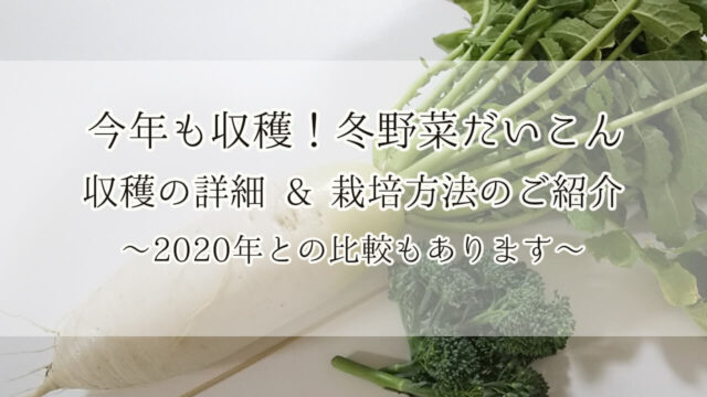 大根 ダイコン 家庭菜園 プランター ベランダ菜園