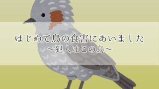 2021年 プランター菜園 せつこ ひよどり 食害　