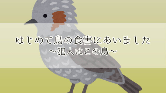 2021年 プランター菜園 せつこ ひよどり 食害　