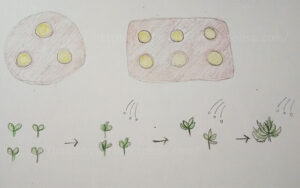 大根 ダイコン 家庭菜園 プランター ベランダ菜園