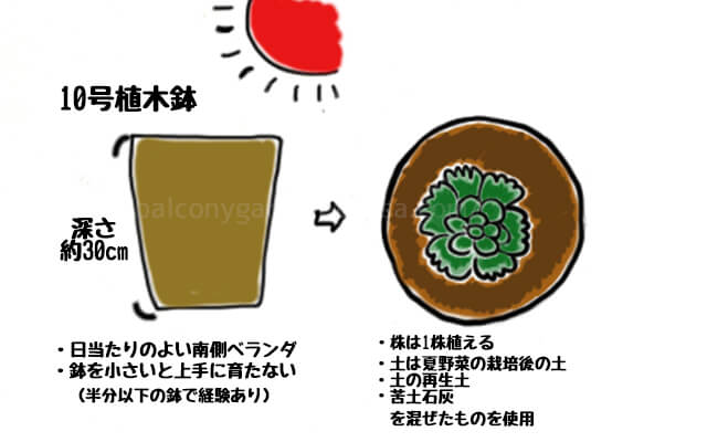芽キャベツ 家庭菜園 プランター ベランダ菜園