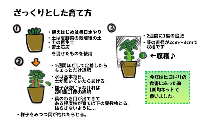 芽キャベツ 家庭菜園 プランター ベランダ菜園