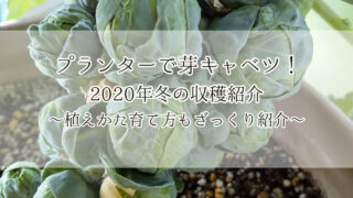 芽キャベツ 家庭菜園 プランター ベランダ菜園