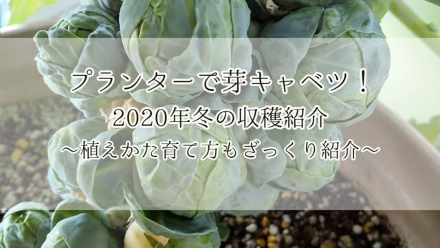芽キャベツ 家庭菜園 プランター ベランダ菜園
